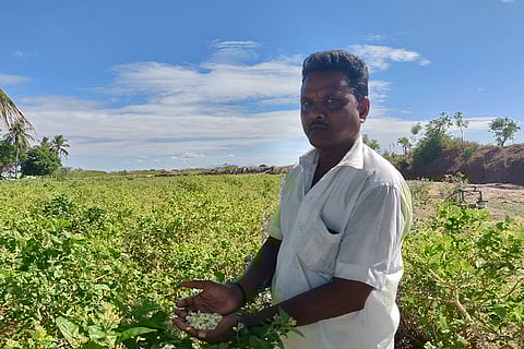 Water crisis hits jasmine farmers in Madurai, many give up cultivation