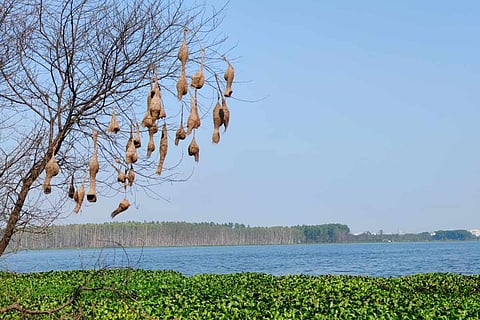 Jeedimetla Lake