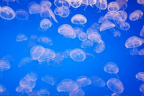 Representational image of a jellyfish