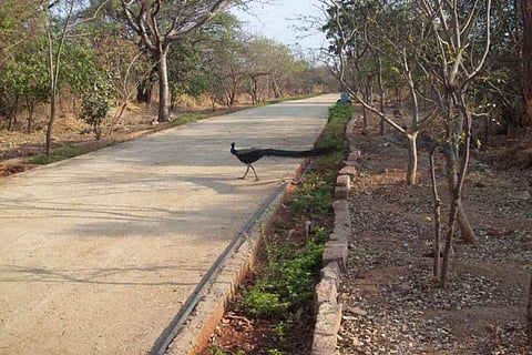 A peacock inside KBR park
