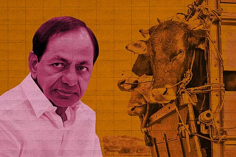 Telangana Chief Minister KCR, cows being transported in a truck