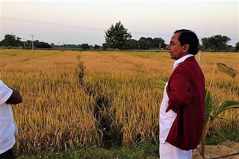 Agri award for Telangana CM: KTR posts photos of KCR in farm, Congress leader hits back