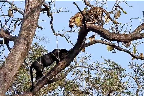 Screenshot from the video