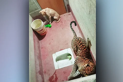 Dog and leopard