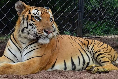 A tiger sitting inside a zoo cage