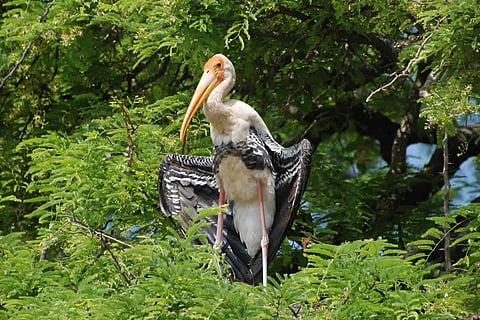 Painted stork