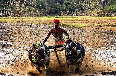 'Buffaloes not suited for racing’: PETA India files fresh report in SC against Kambala