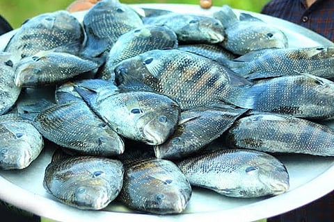 Major boost for Karimeen production as Kochi complex develops facility for breeding
