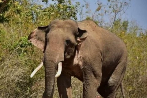 An elephant