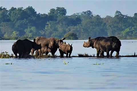 Assam floods: 225 animals dead in Kaziranga, 30% of national park still inundated