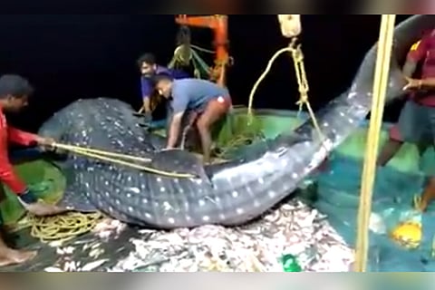 Watch: Endangered shark gets caught in net, Kerala fishers release it back into sea