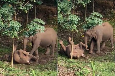 Screengrab from a video showing a mother elephant trying to revive her dead calf in Kerala