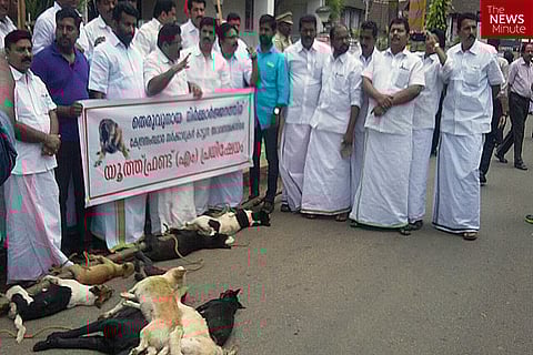 Stop being dogmatic: Kerala needs a middle ground in the stray dog debate