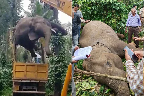 Elephant electrocuted in Kodagu