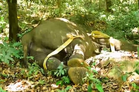 3 arrested for killing elephant with explosives in Kerala’s Kollam