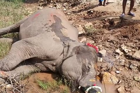 The elephant shot dead in Krishnagiri