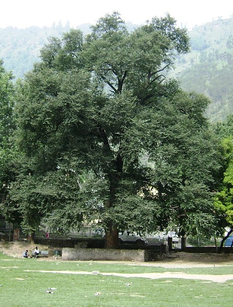 This is how two trees in Bengaluru were poisoned to death- by injecting mercury and sulphuric acid into them