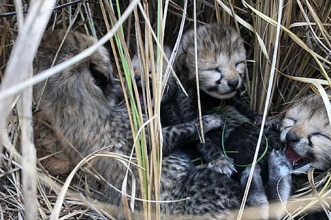 Namibian cheetah Siyaya gives birth to four cubs