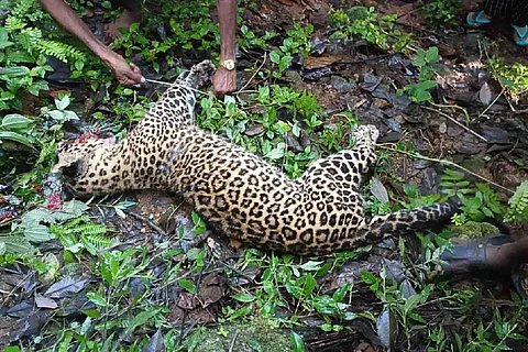 The leopard hacked by locals in Idukki