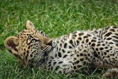 Leopard cub and dog fight to death in Karnataka