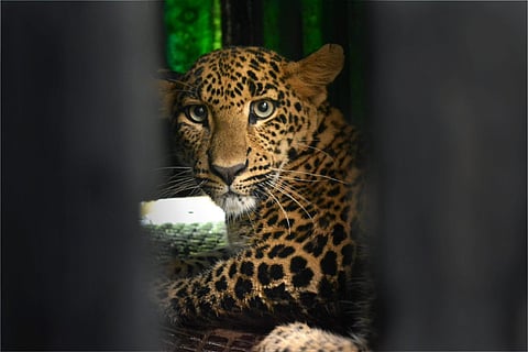 Leopard cub killed in hit-and-run on highway in Telangana