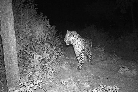Leopard caught on camera trap