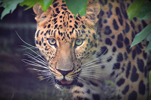 12-year-old boy in Mysuru escapes leopard attack by poking it in the eye