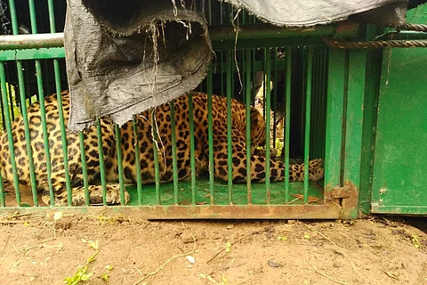 Leopard caught in Hyderabad