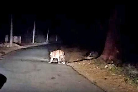 Video of leopard and porcupine spotted near Mysuru goes viral, sparks panic in city