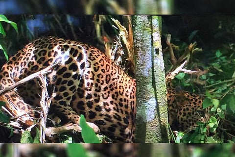 Leopard at a farm in Sulthan Bathery