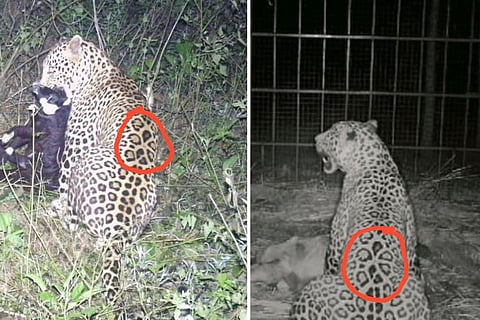 Leopard captured in Mysuru