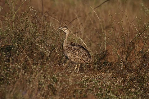 A lesser florican spotted on the ground in dry grassland near Hesaraghatta Lake in Bengaluru