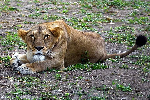 An asiatic lion rests inside the Surat Zoo