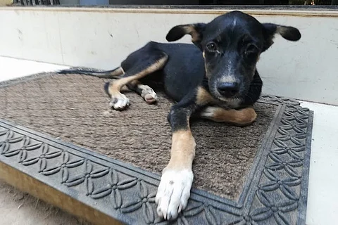 Meet Lucky, 2-month-old Kerala pup who was smashed into a wall but fought to live