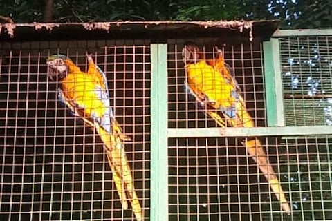 Toucans to marmoset monkeys: Meet the rare animals housed in a rural Palakkad compound