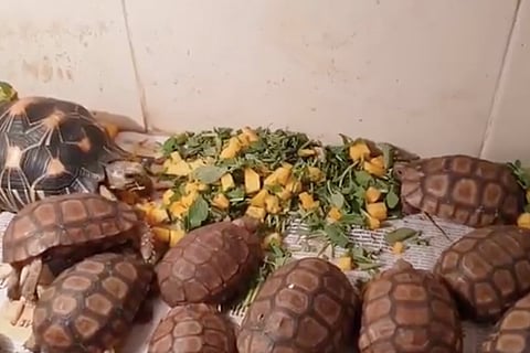 Smuggled in cruel conditions, the fate of exotic animals seized at TN airports