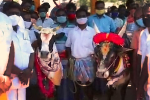 Lakshmi and Manjamalai reunite: Temple bull's viral video leads to happy ending