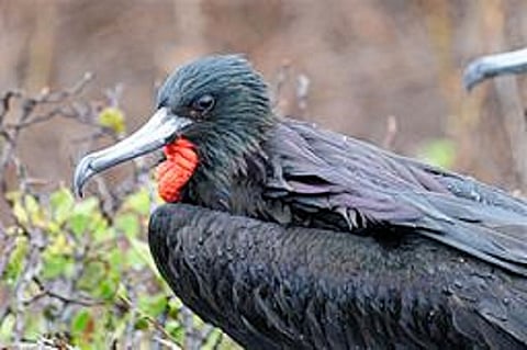 How cool! Study finds some birds can even sleep while flying