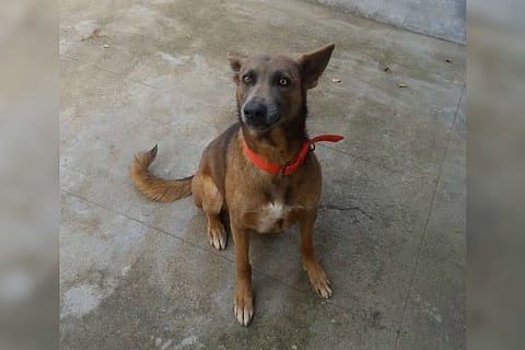 Meet Hopper, a forest specialist who tracked down a TN farmer lost in the jungle