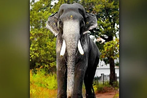 Mangalamkunnu Karnan