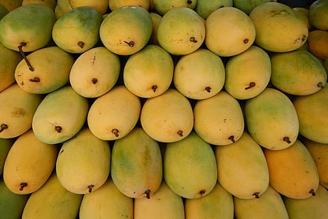 Chennai isn’t getting enough Banganapalli mangoes due to lockdown