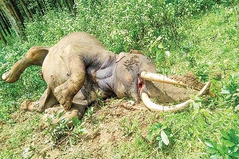 Wayanad's famous gentle giant Maniyan passes away after attack by elephant herd