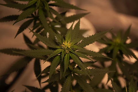 Marijuana