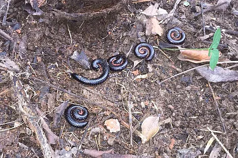 Millipedes