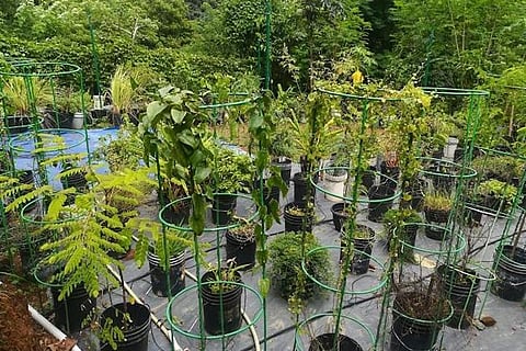 Kerala to adopt Miyawaki-style afforestation technique in govt buildings, schools