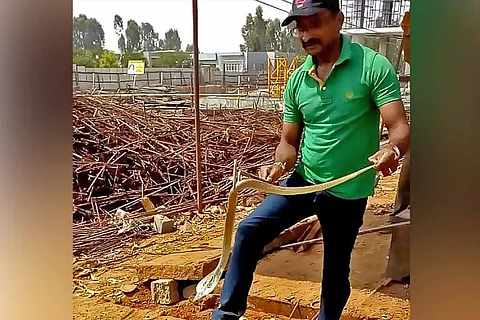 Mohan rescuing snakes in Bengaluru