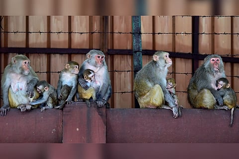 Monkeys feed their infants on a street
