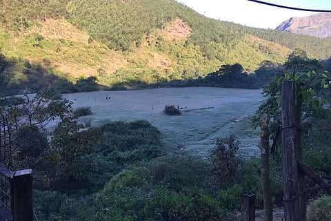Frost in Munnar