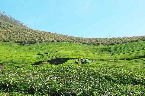 Plantation workers working in a tea estate near Munnar