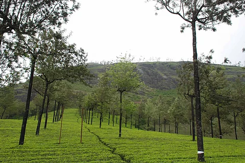 Tea plantations in Munnar